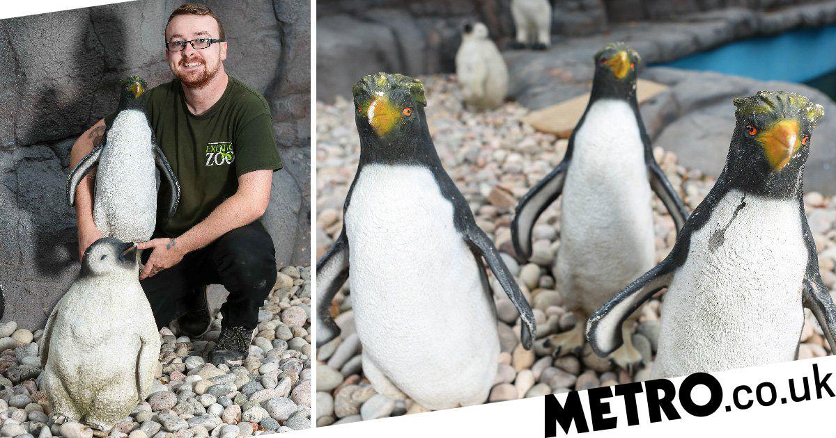 Ok, @LivingCoasts - ever thought of picking up some PLASTIC penguins like the zoo in Telford?? 🤣🐧🐧🐧 #MattandVictoria 
(pic: metro)