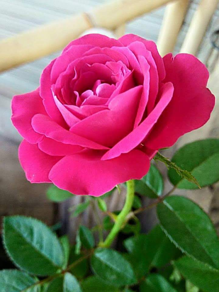 SRIMANTA CH PRAHARAJ tweet media