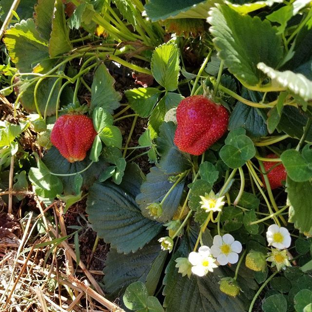 Four Oak Farm (FourOakFarm) Twitter