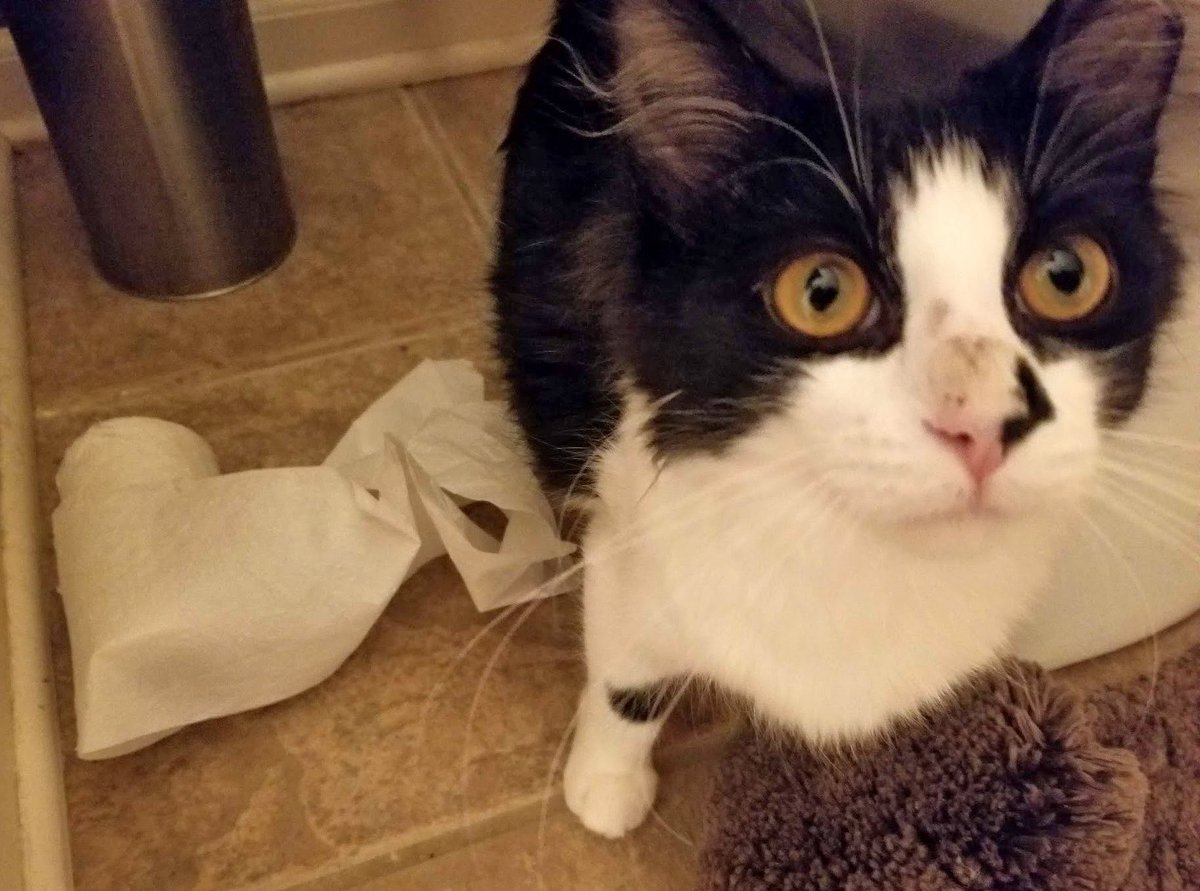 beckbjj's tweet photo. Uh-oh @OliviatheKitteh! You've inspired another young artist! #TPLife #StrayStrong #LeaveACan #LeaveTheCanTakeTheStray https://t.co/EMLmeNQFiN