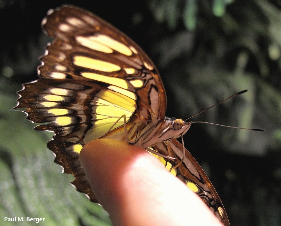 pmberger's tweet photo. #ButterflyOfTheDay!  Malachite  #AMNH https://t.co/3gN4Z1YZGQ
