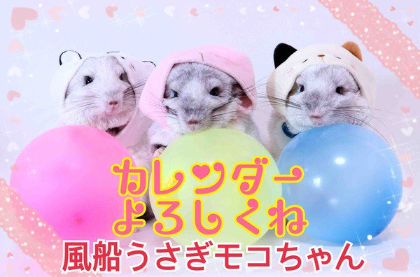 風船モコちゃんねる モコママ 風船うさぎモコちゃん 19モコちゃんカレンダー発売のご報告 T Co Uxhamrweqh T Co Cv0cvyshdc Twitter 風船モコちゃんねる モコママ 風船うさぎモコちゃん 19モコちゃんカレンダー発売のご報告 T Co Uxhamrweqh T Co Cv0cvyshdc Twitter