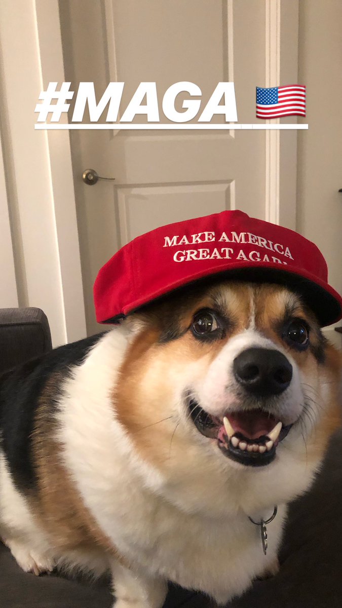 maga dog hat