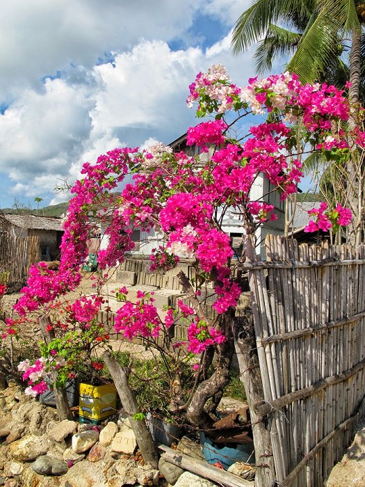 Pink bougainvillea outside a fence in Palawan | TIP - #Travel in Palawan | #philippines #palawan