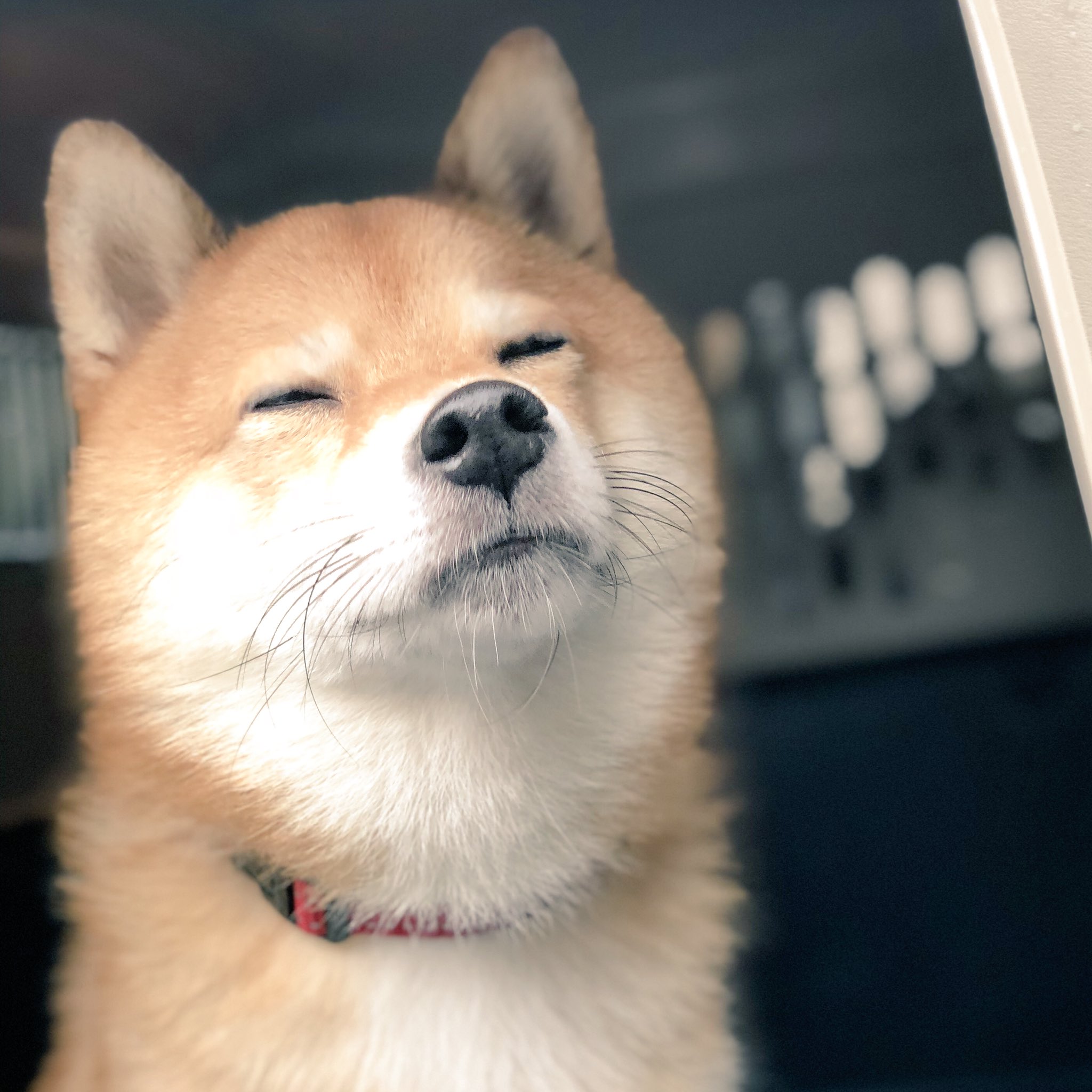 アニマルプロ 動物プロダクション 公式 柴犬 の豆三郎さんとの撮影ブログ更新しました 是非ご覧ください 撮影前のリラックス豆三郎さん ペットモデル タレント犬 アニプロ アニマルプロ Animalpro Anipro モデル犬 撮影 ブログ更新