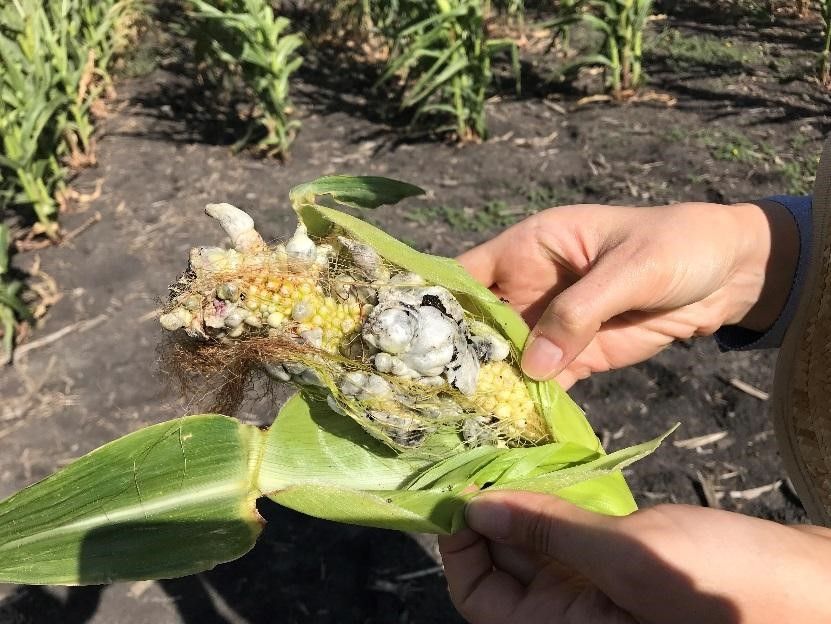 VicCropDiseases's tweet photo. Summer paddock survey finds fungal &amp;bacterial diseases decreased but not eliminated across northern NSW &amp; southern QLD. What might be bubbling underneath this season's summer crop? Check out our latest article here:  https://t.co/HFSk43xcJL @DanteAdorada @CCH_USQ @adamhsparks https://t.co/shvVX8aaVZ