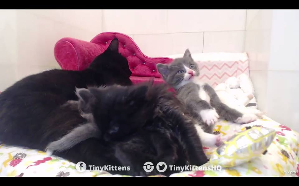 BeanBAndSweetum's tweet photo. #Sweetums sniffing one of his brothers toots...#smelly #cat #cats #kitten #kittens @tinykittensHQ #adopt #adoptdontshop #tbt #THEPINKNOSE #muppets #muppetkittens #CatsOfTwitter #catsofinstagram #catmom #love #twins #babyphotos #proudcatmom #TuxedoTuesday #tuxedocat #love https://t.co/PgXZn0qo5P