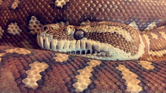 ReptileCentreNT's tweet photo. The Centralian Carpet Python (Morelia spilota bredli), can grow up to 2.7m! .
.
.
.
.
.
.
.
.
.
#CentralianCarpetPython #Python #Carpet #CentralianCarpet #AliceSpringsReptileCentre #ReptileCentreAliceSprings #ReptilesOfAustralia #Reptiles #ReptilesOfInstagram #AliceSprings #… https://t.co/HKHFQZ9WNM