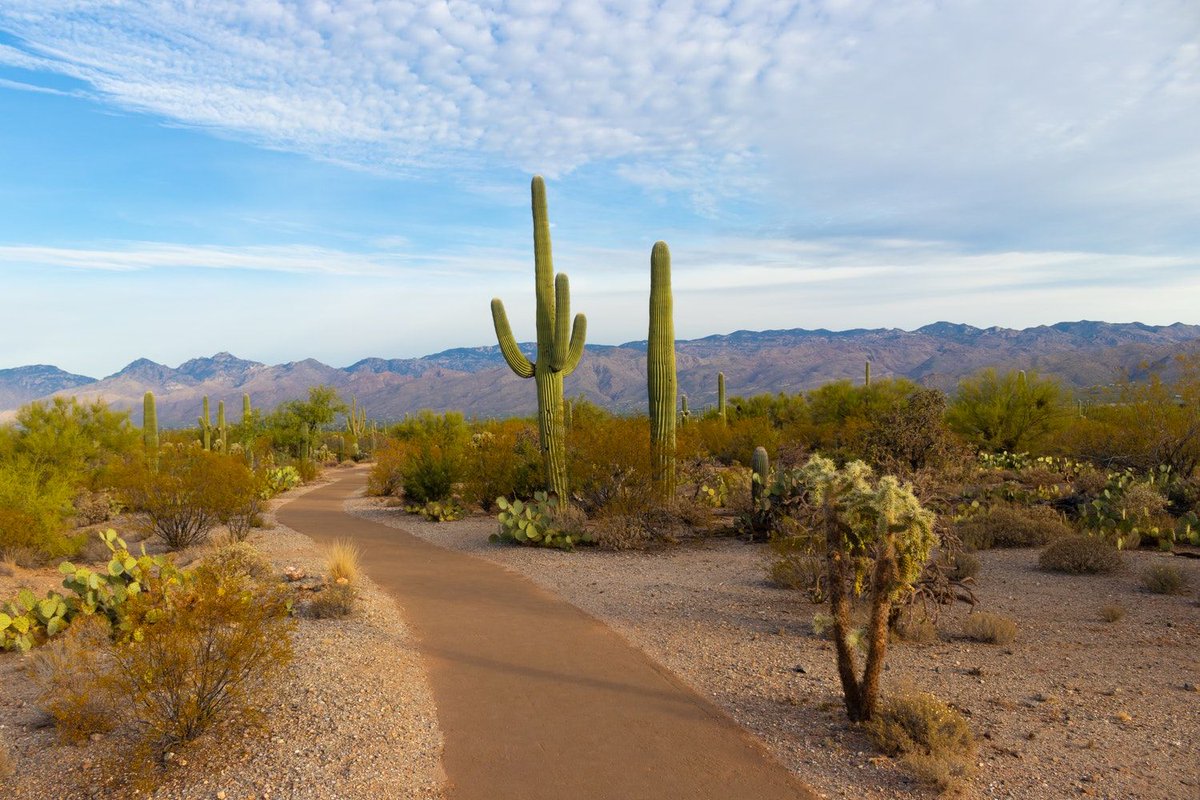 turnofftheapp's tweet photo. https://t.co/wximGRMI20 Looking to get away for an entire day? Hike Cactus to Clouds! #San Diego #hike #hiking #adventure #cactus #transitaccessible #outdoors https://t.co/FquKzdDYuR