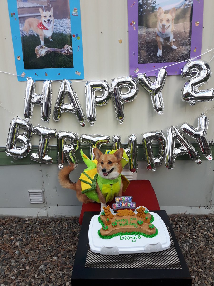 georgiethecorgi's tweet photo. #corgifun #corgibirthday #corgi #corgisofinstagram #sirgeorgiecorgi https://t.co/KYiqLacjP4