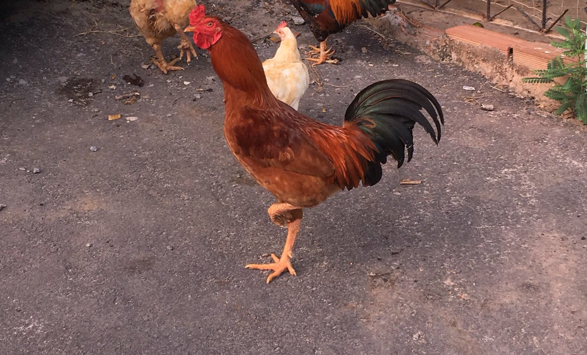 odancarvalho's tweet photo. #OnlyInBahia Meu pé desgraça https://t.co/H36jpiFNfN