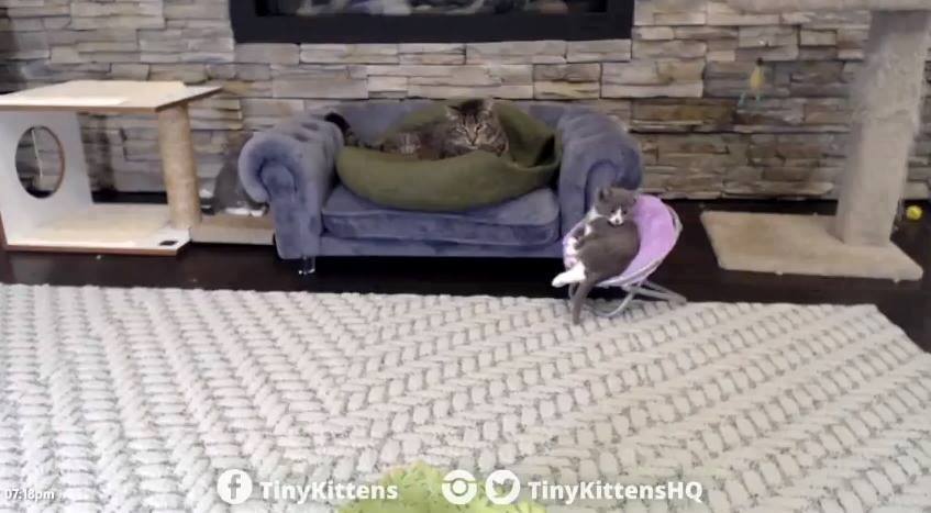 BeanBAndSweetum's tweet photo. #BeanBunny on her tiny chair with her grampaw mason watching over. #cat #cats #kitten #kittens #muppet #muppetkittens #twins #twincats #catsoftwitter #carsofinstagram #catmom #baby #littlegirl #adopt #adoptdontshop #tbt #throwbacktuesday #isits #tinykittens https://t.co/6hU6FJXVnz