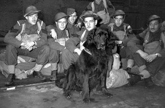 lovelybark's tweet photo. 10 Hero Dogs Who Made The Ultimate Sacrifice - https://t.co/XU77zhJLUL , #Blog ,  , Blog https://t.co/nalkg8lIll