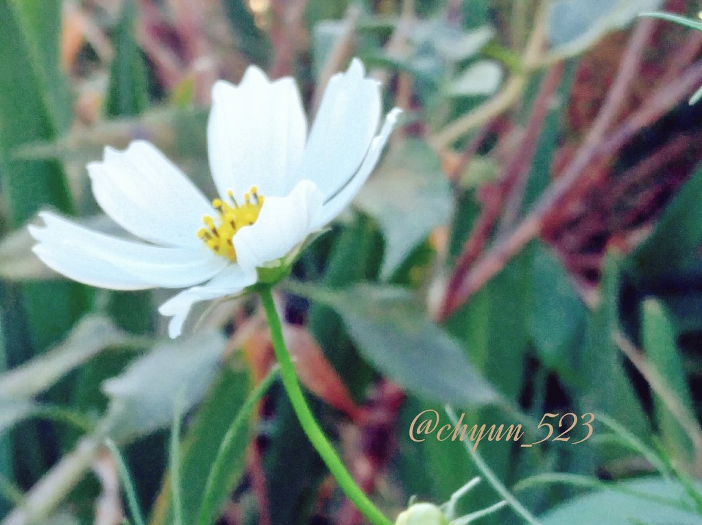 chyun_523's tweet photo. ふと目を路肩に

小さな
瞳と目があった
少し
眺めて
太陽は
頑張ってるよ
少し暑いよ
忙しい貴方
今夜も…

浮かぶのは
頑張る背中

そんな姿思い
いま私の���しいを楽しんでるよ
お昼から
また仕事ね頑張れ
帰り待ってる
#花の呟き https://t.co/uIS7IXBmrd