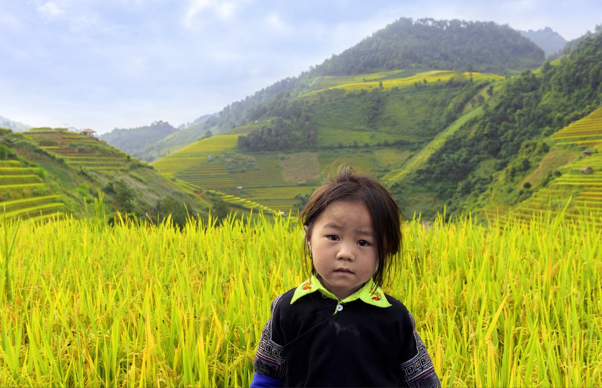 PhotographyMinh's tweet photo. Mùa vàng Mù Cang Chải. https://t.co/P9lsMyphPY