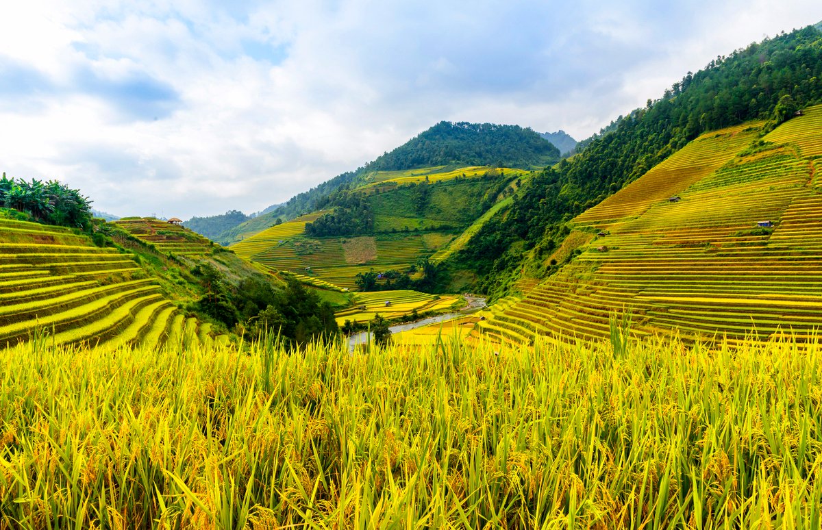 PhotographyMinh's tweet photo. Mùa vàng Mù Cang Chải. https://t.co/P9lsMyphPY