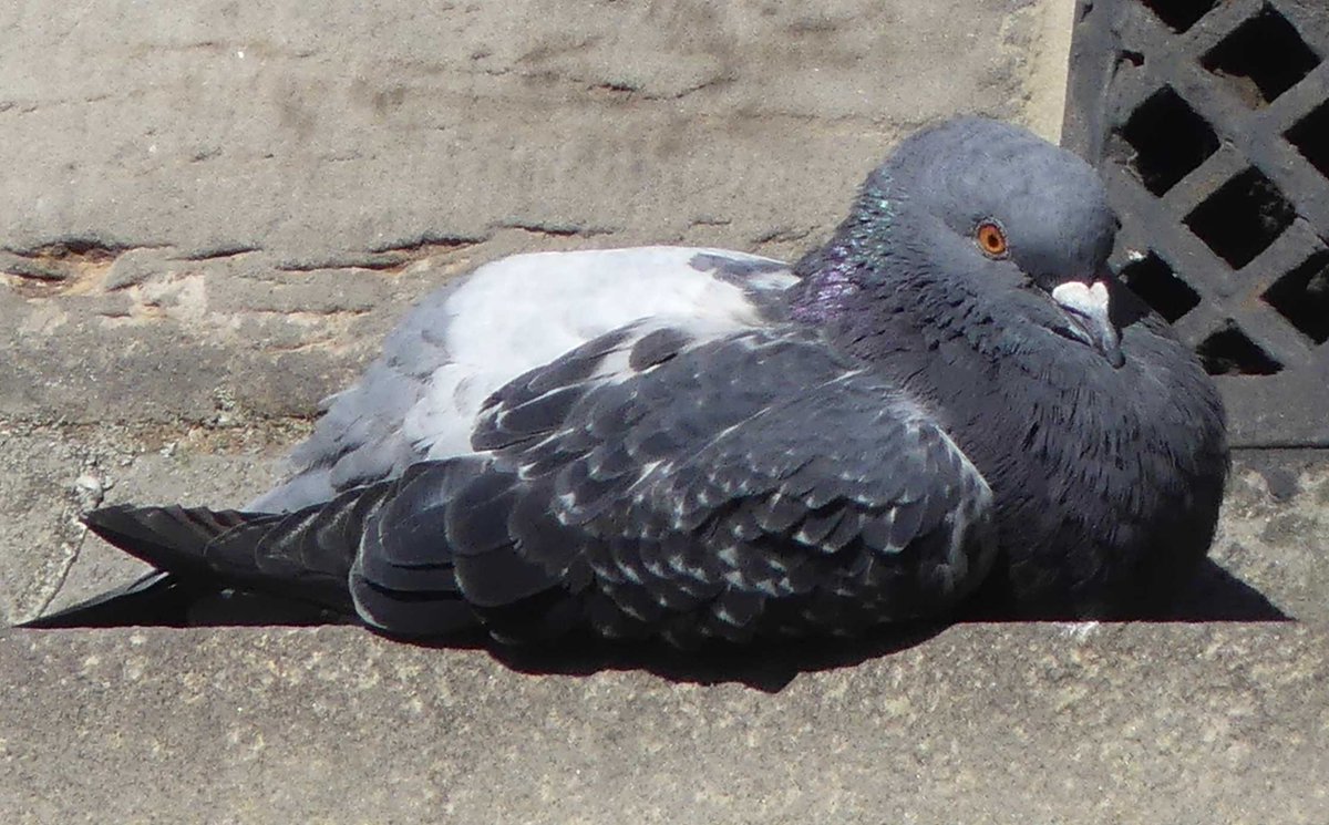 EdinDailyDoo's tweet photo. Some people are born to struggle. Some people are born to have chocolates brought to them. Gemma has her future all mapped out. #edinburgh #pigeon. https://t.co/iXhSlpU962