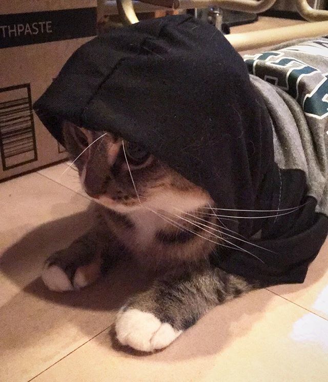 cutiemonstrface's tweet photo. It’s almost cool enough for hoodies.
.
I think #littlelizajane does not love being dressed.
.
#cutiemonsterface #cutiemonster #catsinclothes #dressedcat #hoodieseason #philadelphiaeagles #eaglesgear #rescuecat #phillypawsalum #rescuejawn https://t.co/nWDB8OxpJg https://t.co/X24omXbIh4