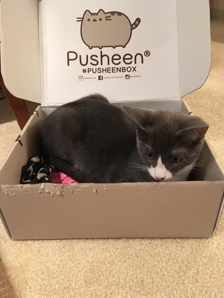 BeanBAndSweetum's tweet photo. #Sweetums loves @Pusheen and @pusheenbox. #ifitsisits #cat #cats #kitten #kittens #muppet #muppetkittens #twins #twincats #catsoftwitter #carsofinstagram #catmom #adopt #adoptdontshop #tbt #throwbacktuesday #TuxedoTuesday #tuxie https://t.co/exkOlPpHoJ