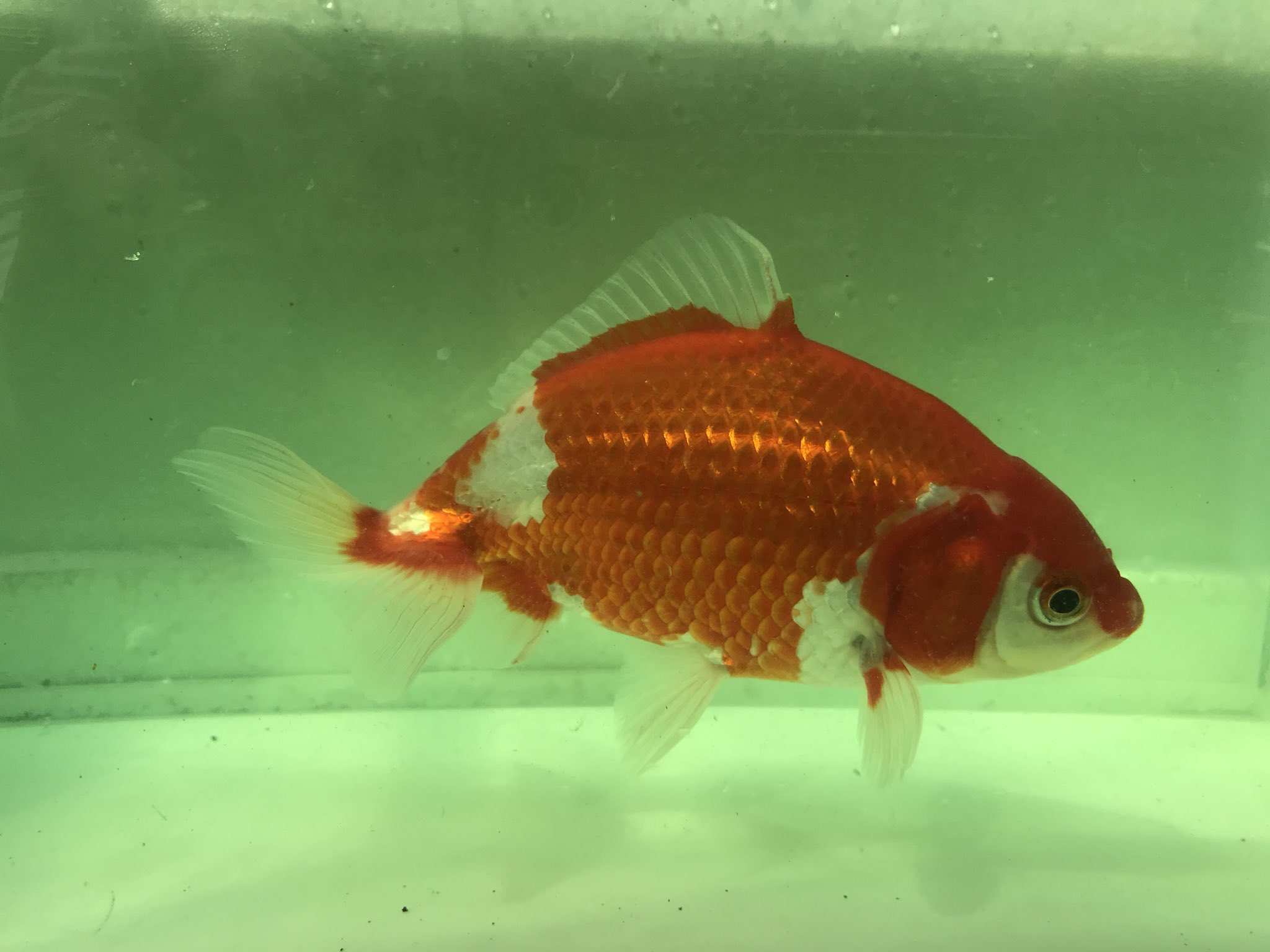 AquaPro.H | / 白黒オランダST 薩摩産 11cm #金魚 #オランダ