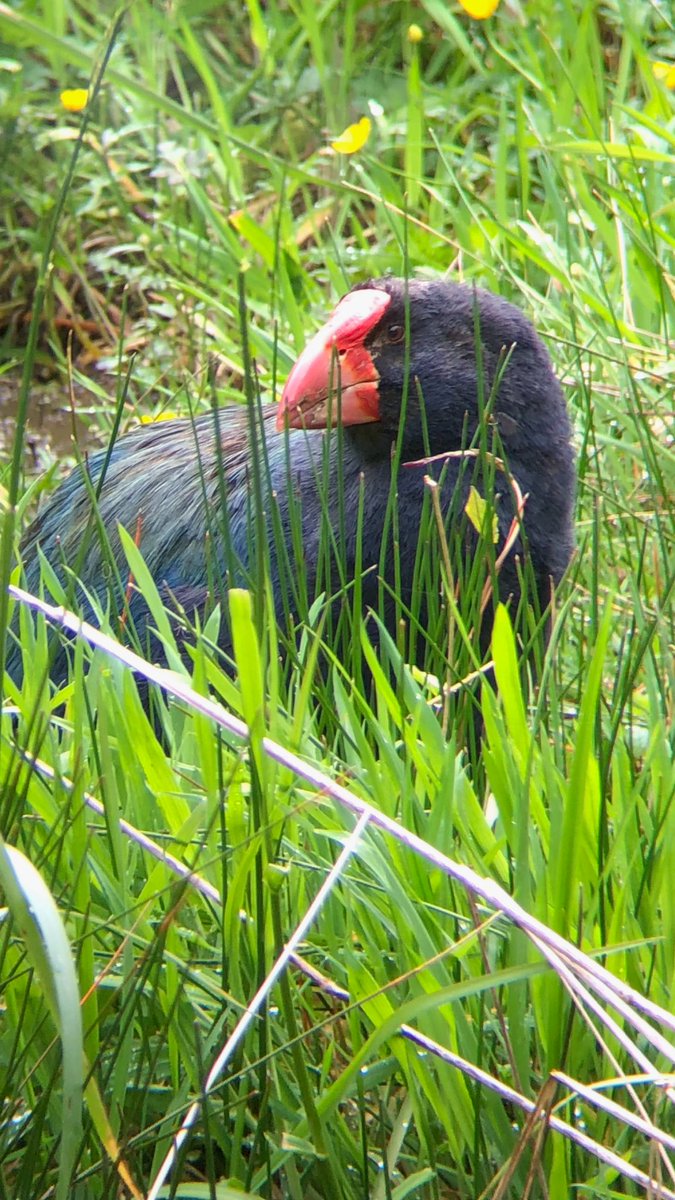 BillBailey's tweet photo. Thanks to the good people ⁦@ZEALANDIA⁩ where I spent the afternoon reacquainting myself with NZ’s eccentric avifauna and none more so than the magnificent Takahē. This endangered  marvel needs some love so remember to ⁦@VoteTakahe⁩ #BirdOfTheYear https://t.co/aEVxtyB7Zi