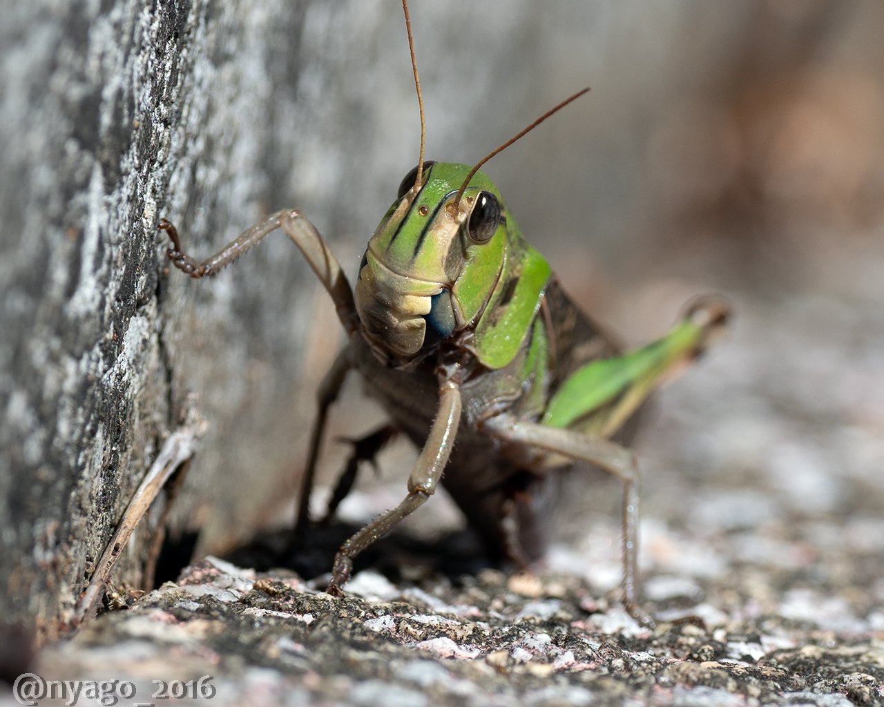 Nyago こんにちは トノサマバッタ バッタ Migratorylocust Grasshopper Locust 昆虫 虫 Insect T Co Zktfndphgr Twitter