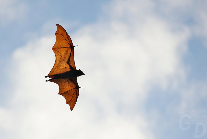 Huge fruit bat flying in Palawan...typical sight | TIP - #Travel in Palawan | #philippines #palawan