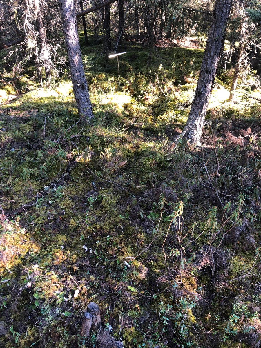 Late fall photos near Fairbanks, Alaska showing incredible power of #ecosystemprotection keeping #permafrost from thawing in summer. First photo: 1.4 meter long thaw probe buried without hitting permafrost. Second photo, a few meters away in thick moss, probe refusal at 89 cm.