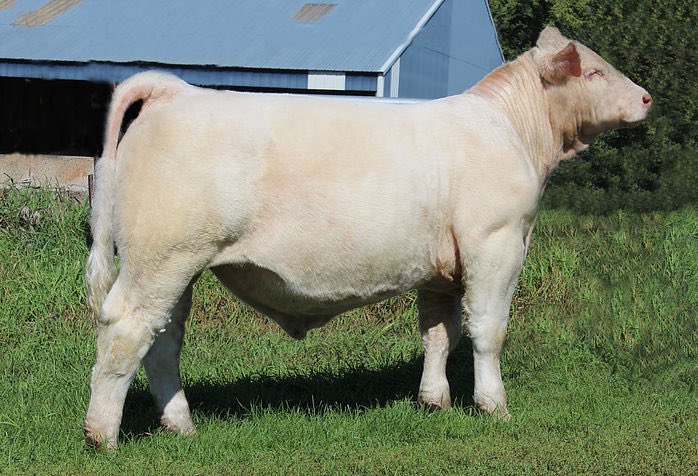 Several major updates now posted to our website, DoubleHCharolais.com including information about our upcoming Genetic Excellence Online Sale Oct. 30. Double-H Bold North, pictured here, sells!