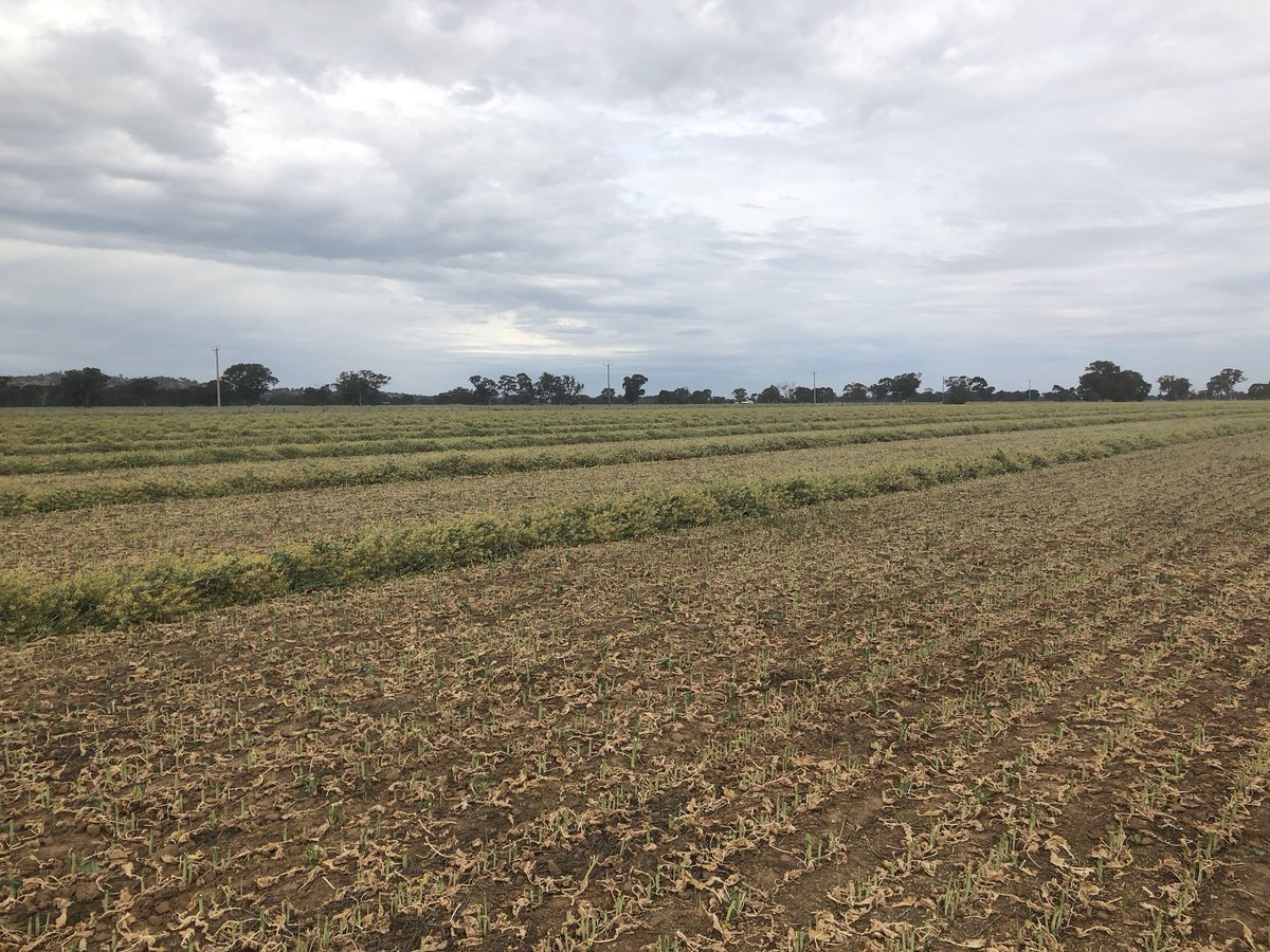 FOR SALE: Canola Silage or Hay. 20km East of Shepparton. DM for more details or ph 0437366592