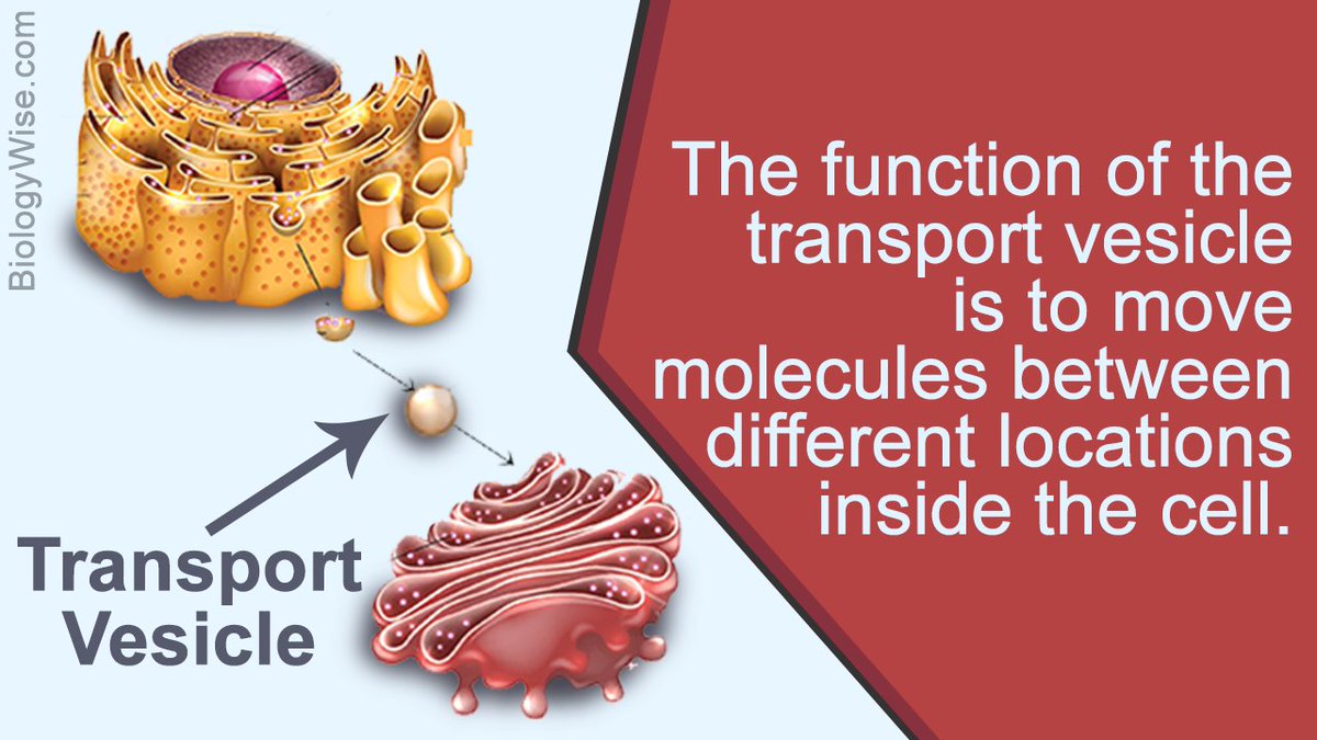 LTVesicles3's tweet photo. Did you know that many cell parts fall under the vesicle category? There are vacuoles, lysosomes, transport vesicles, AND secretory vesicles! All of these are vesicles but perform very different (yet critical) functions. Imagine being that versatile! #LTeukaryaelection2018 https://t.co/2LbPK68aNW