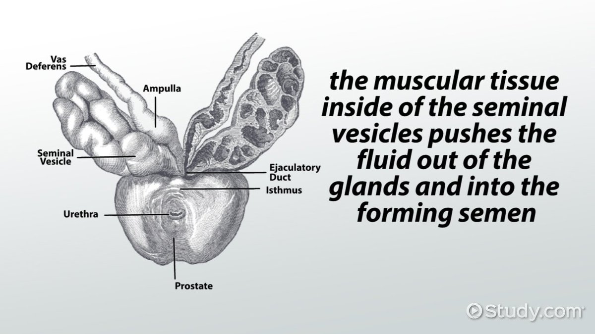 LTVesicles3's tweet photo. Did you know that many cell parts fall under the vesicle category? There are vacuoles, lysosomes, transport vesicles, AND secretory vesicles! All of these are vesicles but perform very different (yet critical) functions. Imagine being that versatile! #LTeukaryaelection2018 https://t.co/2LbPK68aNW