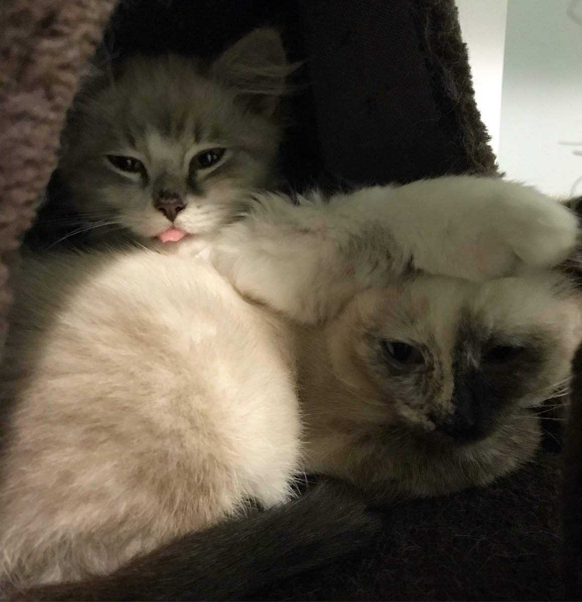 shayBear82's tweet photo. cutest #cat photo ever #kittymodels https://t.co/WHN9ZFgHpp