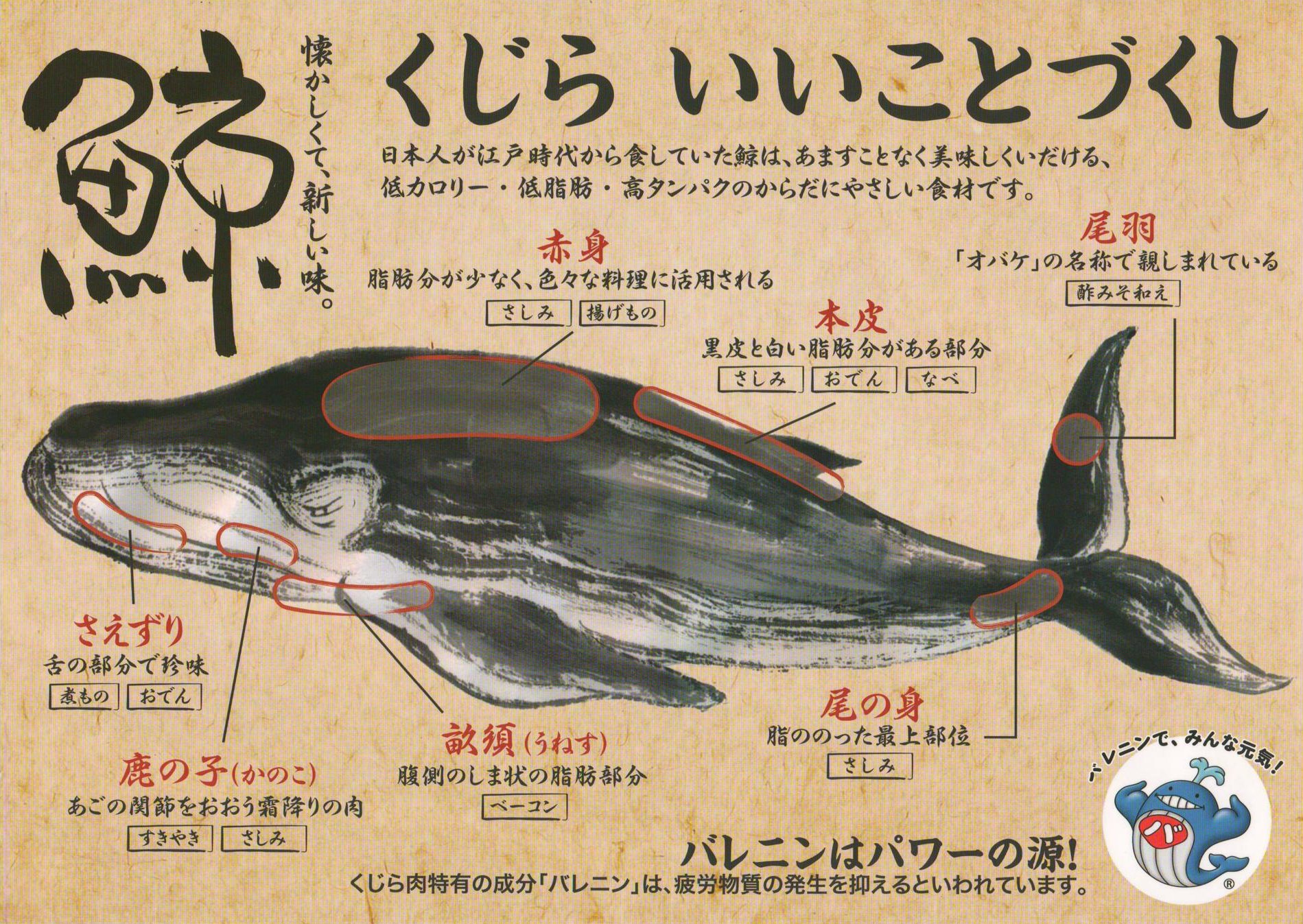 鯨類に感謝 Thanks Cetacea くじらの消費者運動 Yundagananikayoの者 Mainichi イワシ鯨という 日本の 味のひとつ が消えてしまいそう イワシクジラ捕獲は持続可能 科学的にはｏｋ 反捕鯨圧力でｎｇ です この件で 我が国の鯨肉供給量が減る