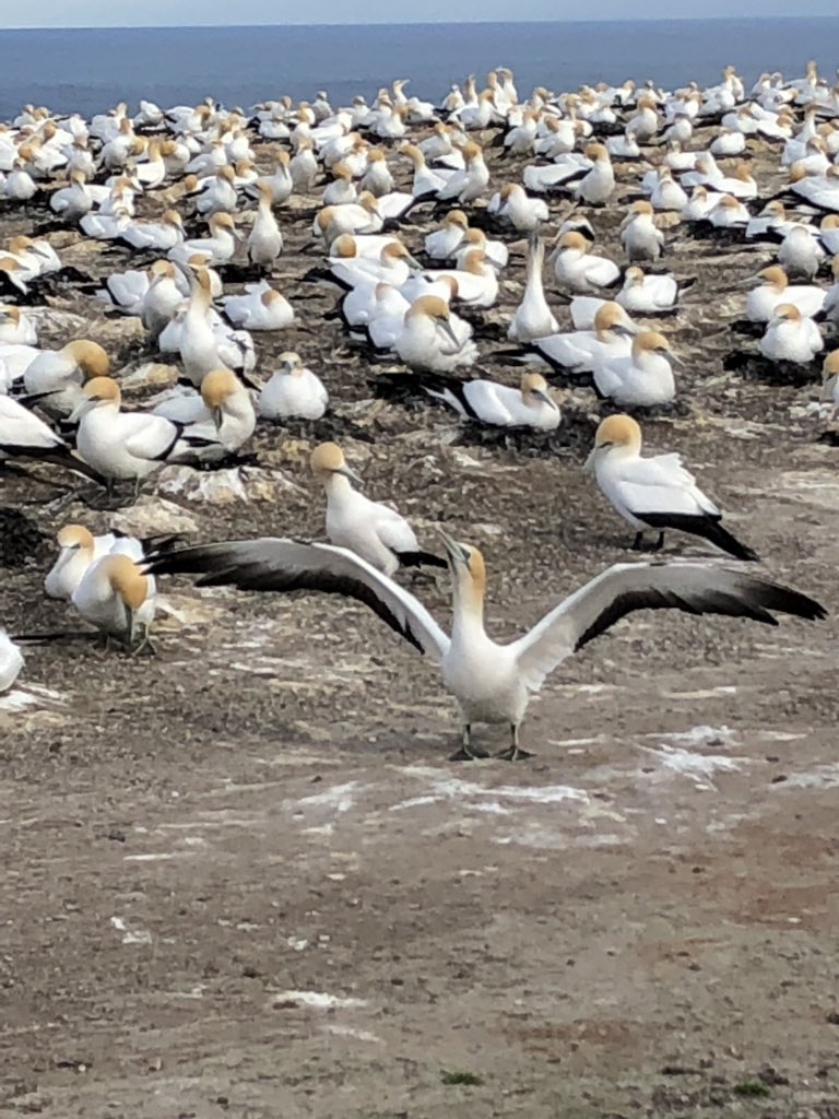 wroberts999's tweet photo. @Jacky_Braid @votegannet @votegannet me too! #BirdoftheYear https://t.co/hutGMHQPea