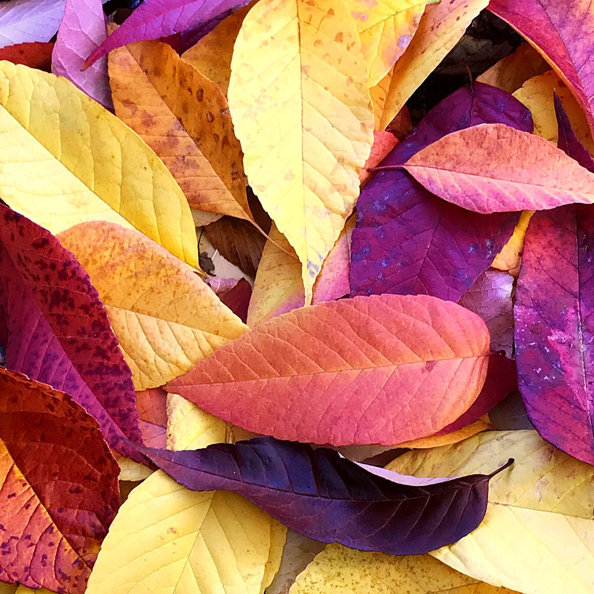 My front garden trees are so pretty at this time of the year #fallcolourscanada #autumhues #october #naturephotography #pacificnorthwest #beautifulbritishcolumbia #langleyfresh