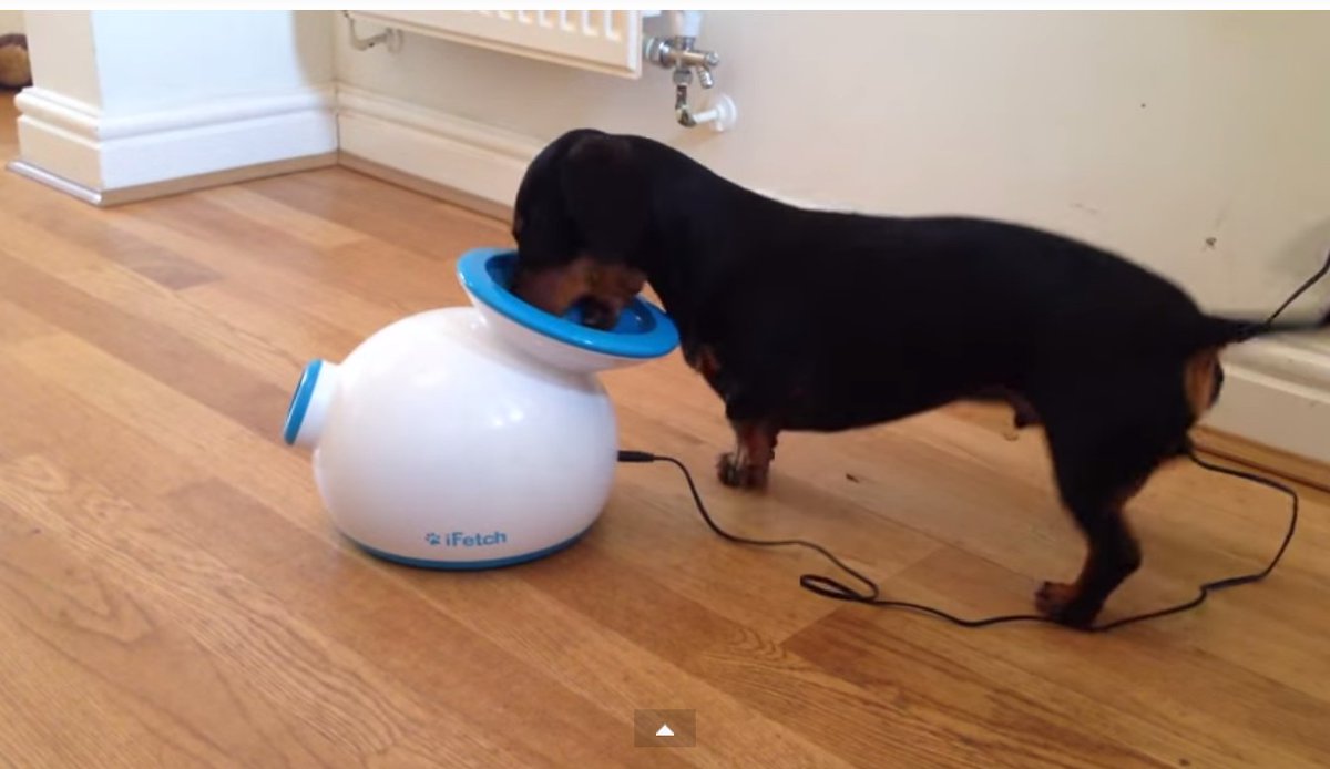 lovelybark's tweet photo. Ball Throw With Your Dog Just Got An Upgrade - https://t.co/t2nmgjC2Ry , #Blog ,  , Blog https://t.co/wo2dNQXkqO