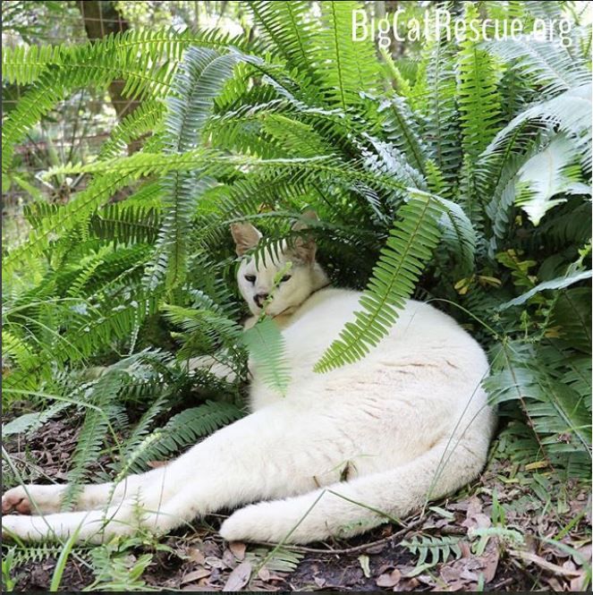 pharaoh white serval