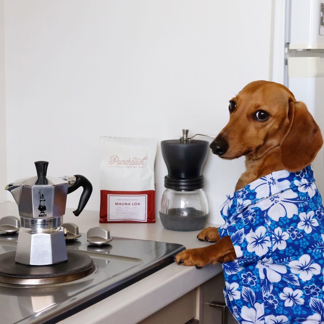 Good morning ☕️🐶