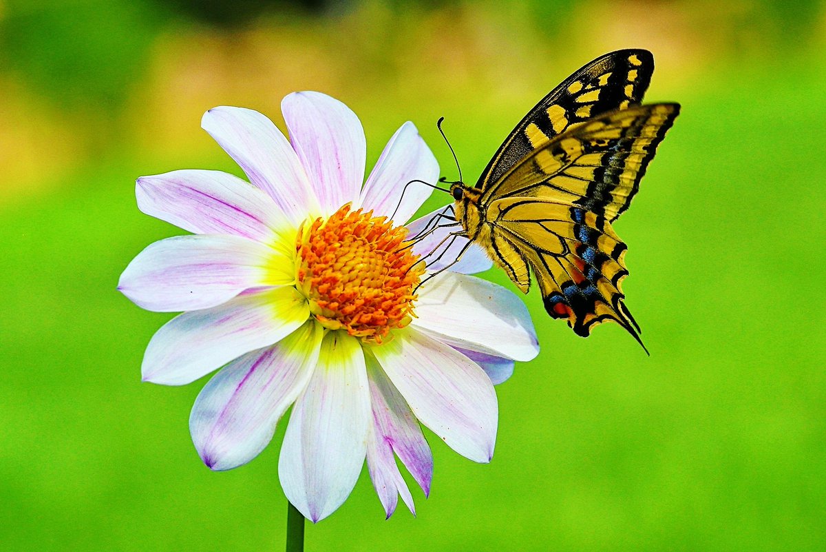 ゆー N H アゲハ蝶 初撮り 蝶 Butterfly はな 花 花好き 花が好き 花好きな人と繋がりたい 花が好きな人と繋がりたい Flower Flowers 自然 緑 しゃしん 写真 写真好き 写真好きな人と繋がりたい 写真撮ってる人と繋がりたい