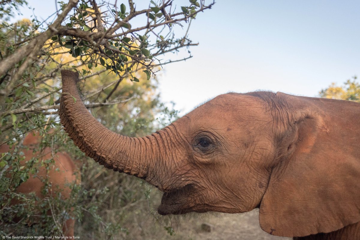 SheldrickTrust's tweet photo. Musiara is one of 22 orphaned #elephants we are caring for at our Nursery in Nairobi. Every day, he needs 24 litres of milk, fresh hay &amp; bedding &amp; 24/7 keeper care. You can help provide it: https://t.co/Su04O012NE #WorldAnimalDay https://t.co/aa7UCFPJ8V