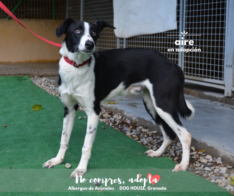 Albergue Dog House tweet media