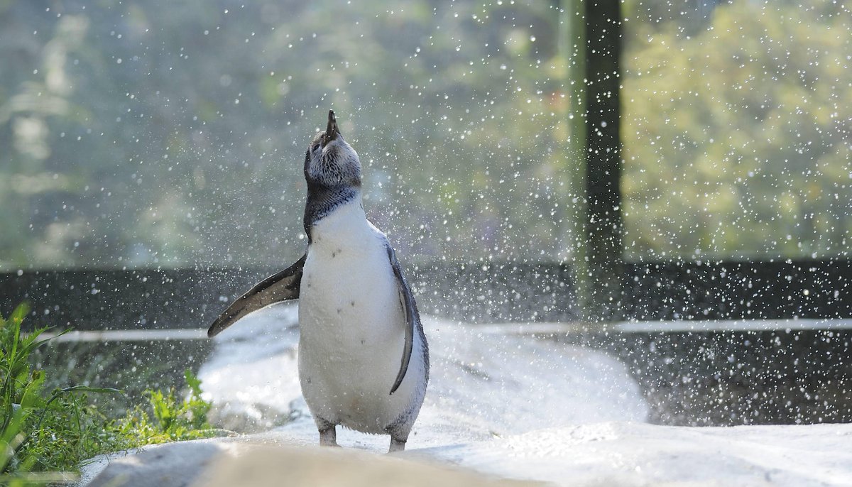 SEALIFEScarboro's tweet photo. @MrPeterAndre Hi Peter - our penguins want to meet you next year on your trip to Scarborough! Fancy coming along and throwing them a fish? https://t.co/ZltGO9MC8l