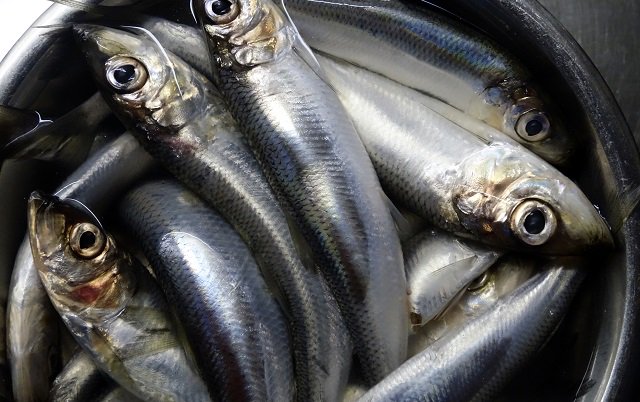 TheLocalSweden's tweet image. Swedish road covered in herring after elk accident dlvr.it/Qm7Vs2