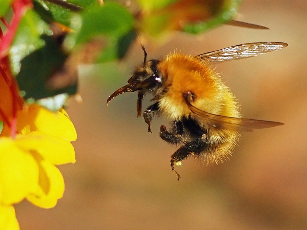 BumblebeeTrust's tweet photo. Did you know #bumblebee wings  flap up to 200 times per second, rotating in a figure-8 shape meaning they fly more like a helicopter than an aeroplane! #beefacts #conservation #bumblebees #educate Photo credit: Les Moore https://t.co/Moj09PXmZ3