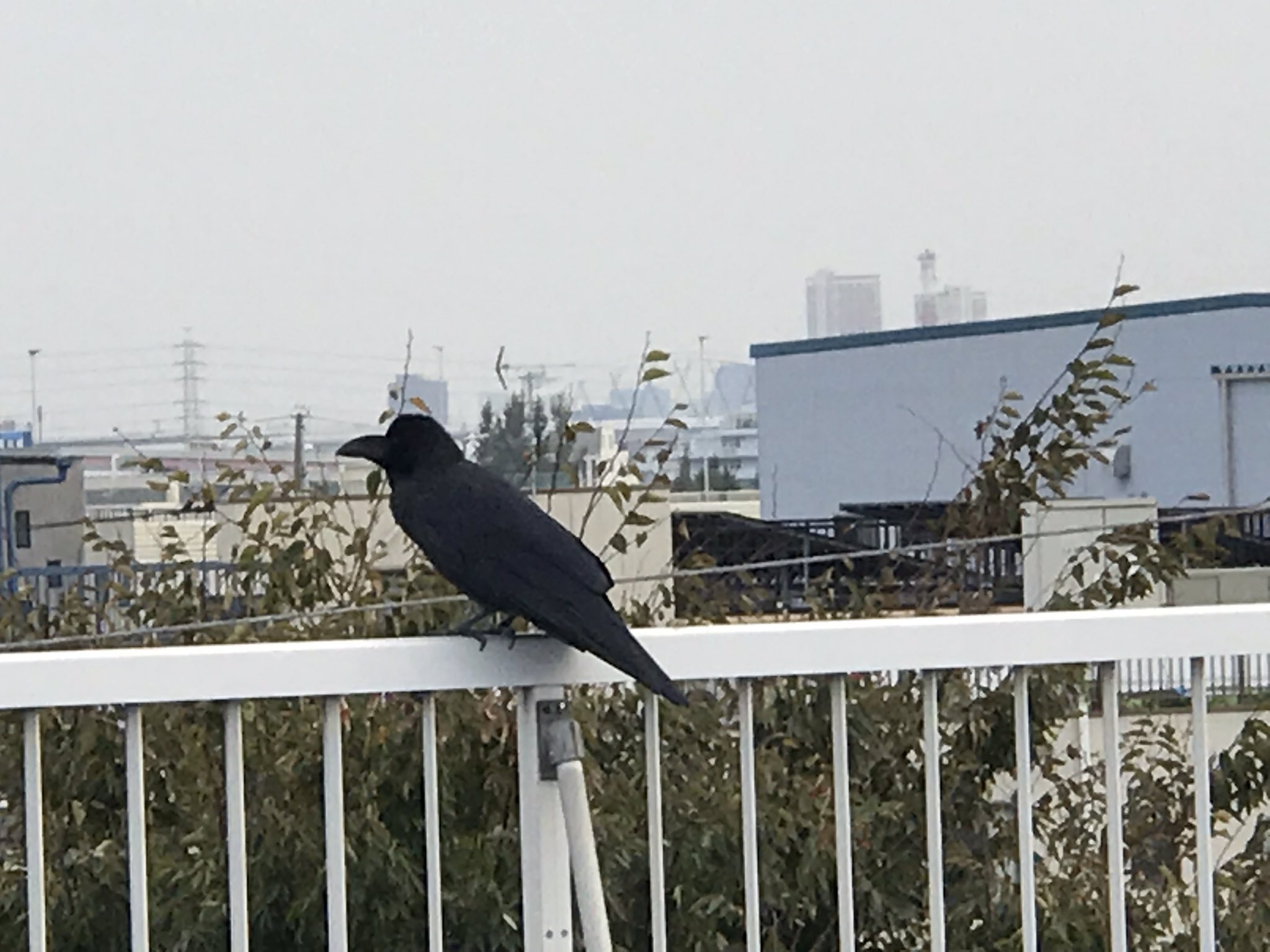 町工場デザイナー 志賀正章 マッシュ 屋上で休憩中 どこからともなくカラス参上 大きな声でアァーーー と威嚇し しばらくしてどこかに飛び去りました また以前のようにカラスと僕の場所取り合戦が始まるのか 休憩 カラス 以外と大きい
