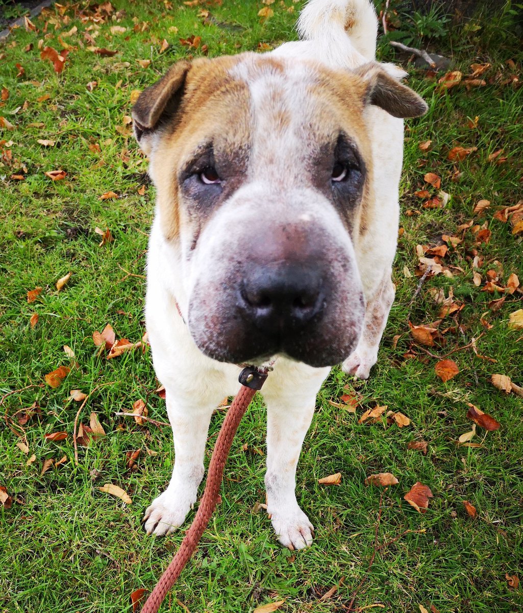 Nightowl400's tweet photo. Bow is a beauty!
In rescue @CardiffDogs and looking for love this #wrinklywednesday please help?
All info and enquiries at https://t.co/smfU22Wt5u #TeamZay #adoptdontshop #ItsAllAboutTheDogs 💕💕💕💕 https://t.co/5twxPTO2ok