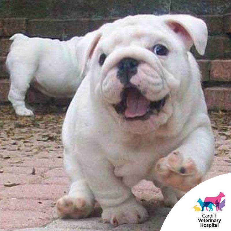 CardiffVet's tweet photo. Happy Wednesday from the team at Cardiff Vet Hospital.

We still have limited appointments available this week for general check-ups and immunisations.

Please call us on 4954 7055 to secure an appointment time.

#Cardiff #CardiffVets #CardiffVetHospital #Vets #Immunisations https://t.co/fhmMzc1Agl