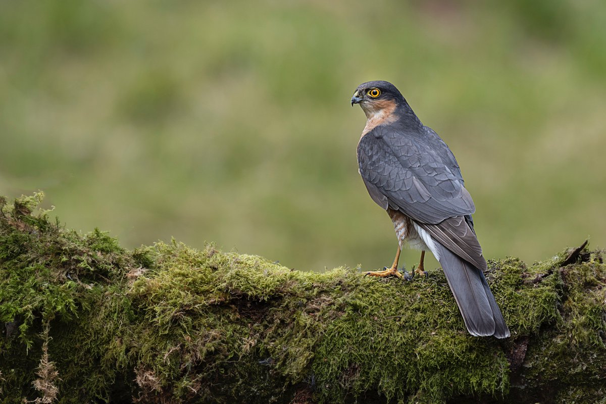 RT @AlanTunnicliffe: #malesparrowhawk perched on a tree trunk #sparrowhawk #birdofprey #Accipiternisus @wildlife_uk @NatGeoPhotos @Natures_Voice @NatureUK @birdsofprey_uk @britishbirds @Britnatureguide @wildlife_birds