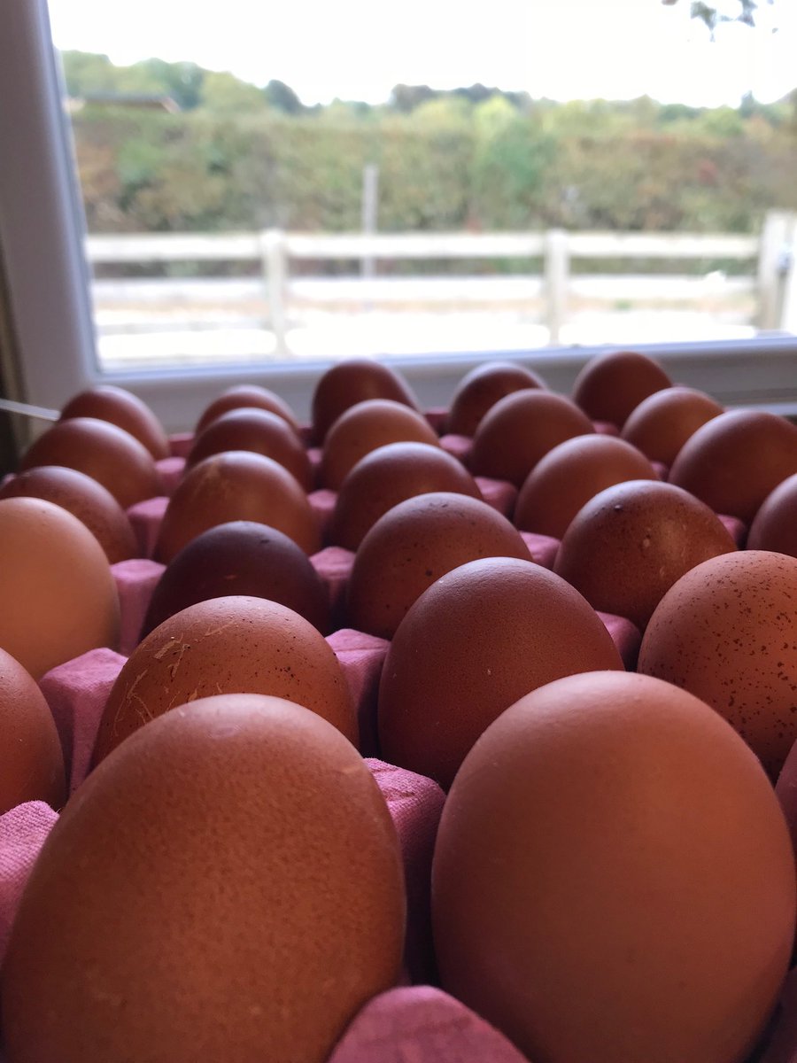 CacklebeanEggs's tweet photo. Our beautiful Maran eggs 🍳 #NoFilter #BrownEggs #CackleBean #CackleBeanEggs #CackleberryFarm #HandPacked #HandCollected #HandSorted #Farming https://t.co/RQYr49i322